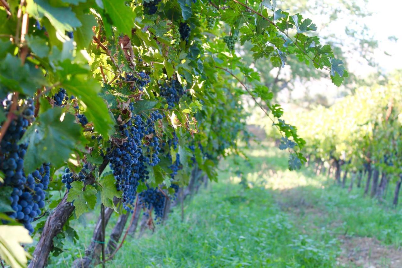 Poggio Al Vento Pensionat Castiglione dʼOrcia Exteriör bild