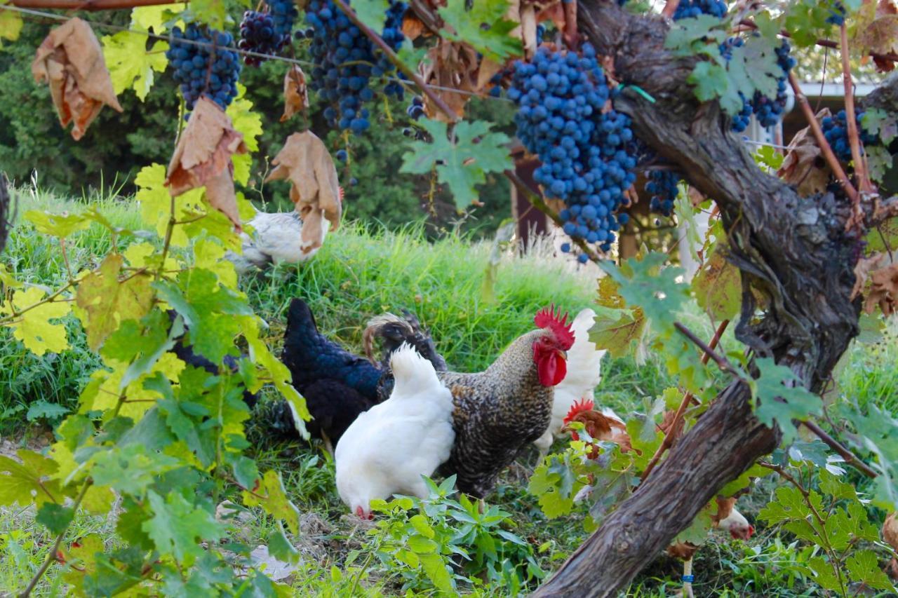 Poggio Al Vento Pensionat Castiglione dʼOrcia Exteriör bild