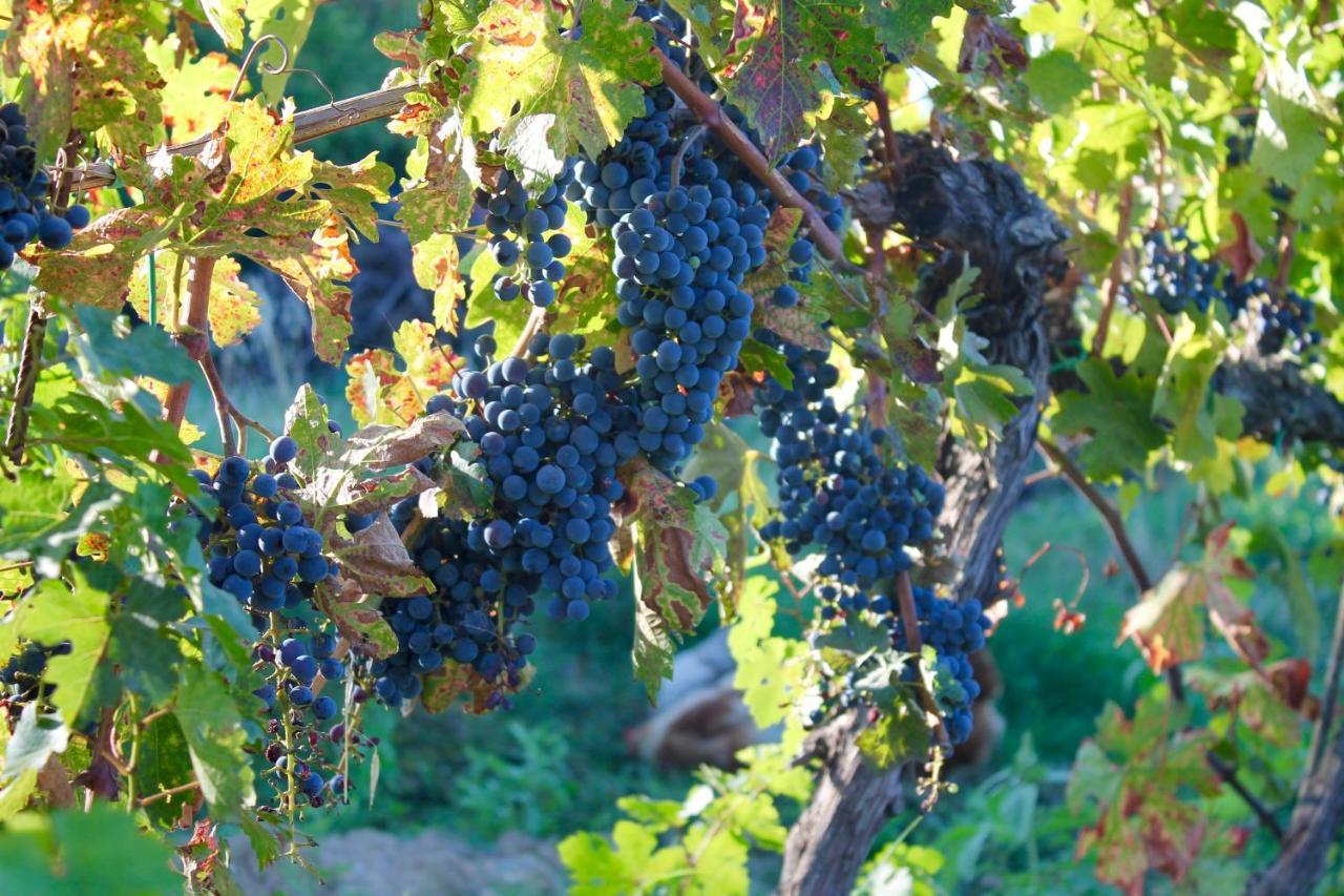 Poggio Al Vento Pensionat Castiglione dʼOrcia Exteriör bild